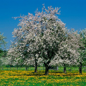 Printemps